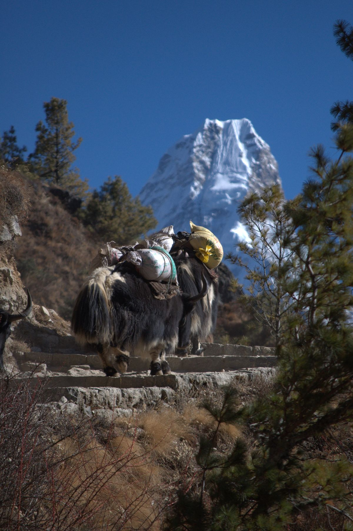 Loaded yaks climbing a stone trail beneath a sharp snow-capped Himalayan peak